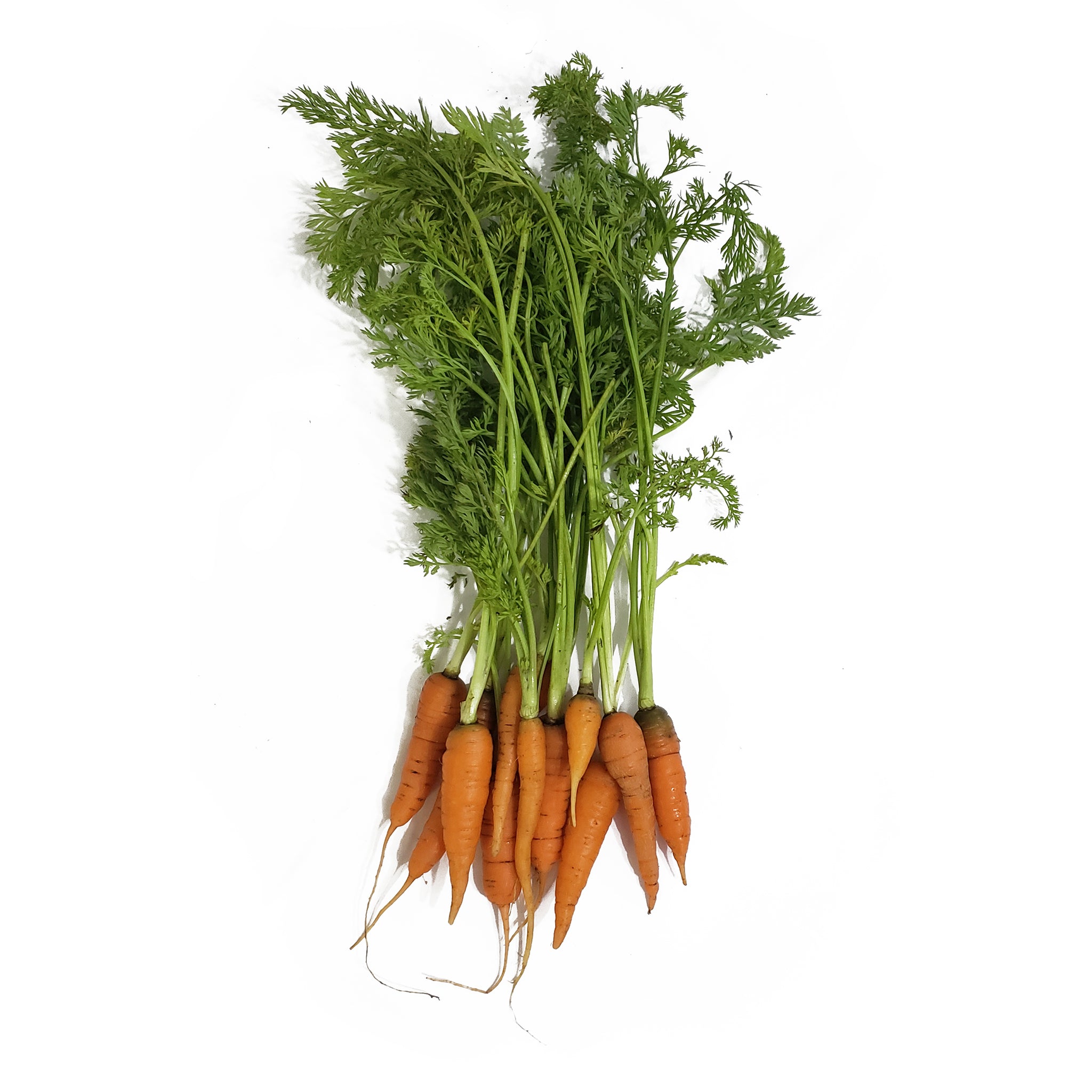 MINI ZANAHORIAS