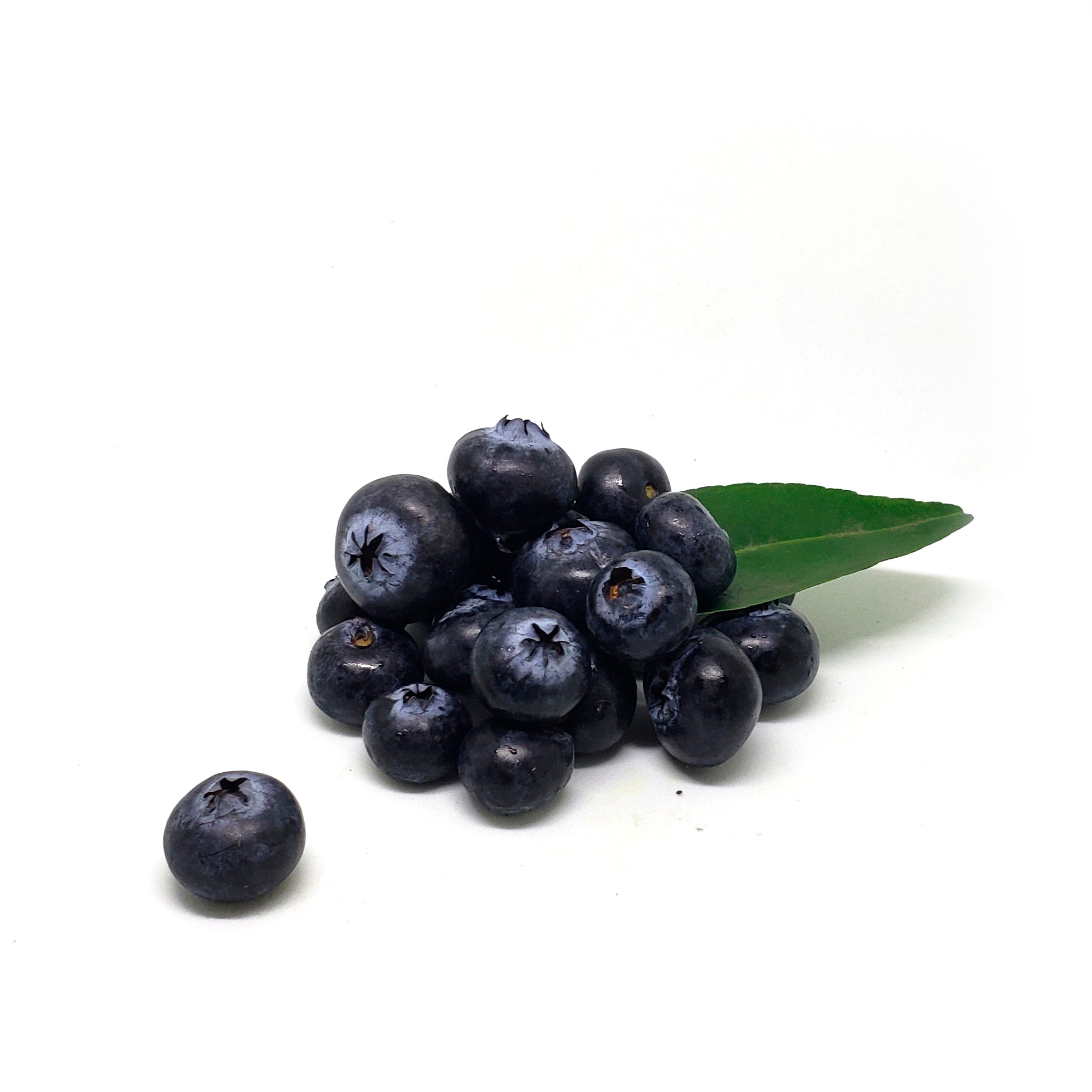 ARÁNDANO o BLUEBERRY