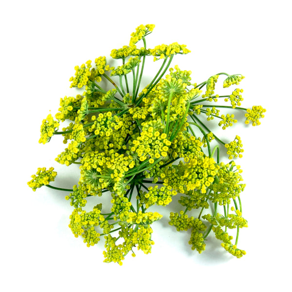 FLOR DE HINOJO