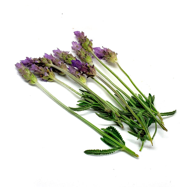 LAVANDA