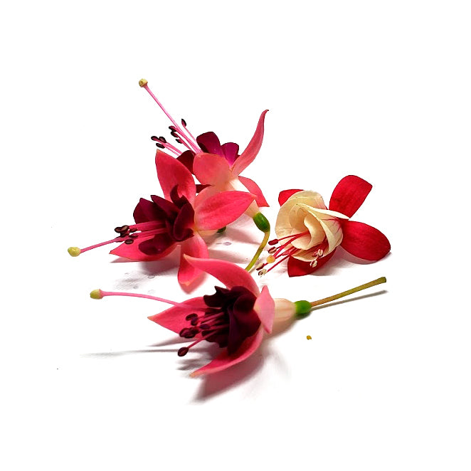 FUCSIA